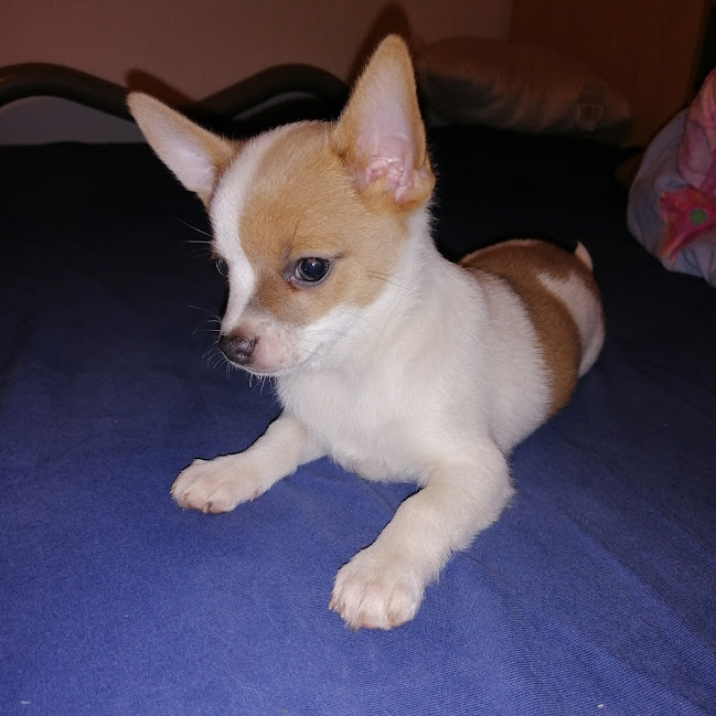 7 zanimljivih činjenica o čivavama