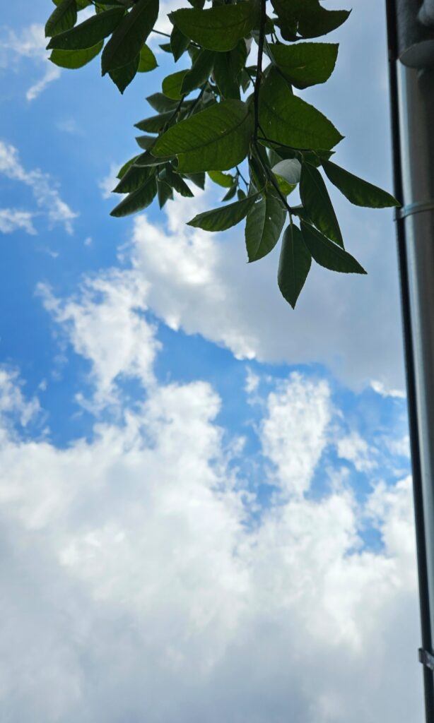 Simpsonovi oblaci i totemski tabui: priča o nama